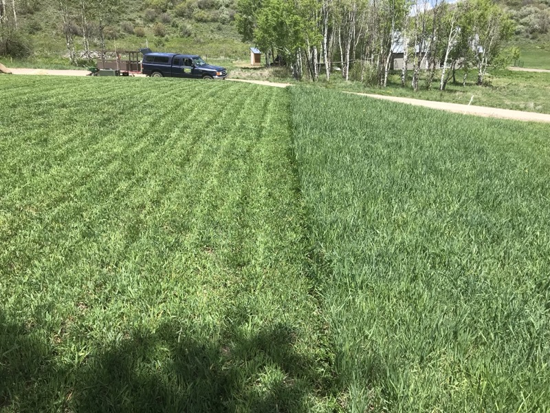 A freshly mowed lawn and work truck on a Steamboat Springs property by Hill's Lawn & Landscape